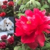 「西高1 東高1 英語クラス　中1英語クラス　生徒募集中！」