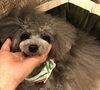 うちのNoNoです (*´꒳`*)「お知らせとお願い ʕ•ᴥ•ʔ」