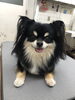 チョコラちゃん☆「今日のわんちゃん♡ （西京区　トリミングサロン　ペットホテル　訓練）」
