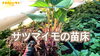 「【芋の産地直送】サツマイモの苗つくり　タネのハシモト」