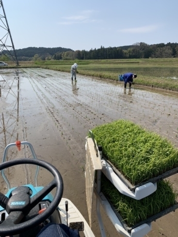 植えてます❗️「植えたー❗️」