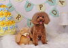 Happybirthdayこむぎくん「Anniversaryphoto」