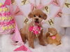 Happybirthdayアンジュちゃん「Anniversaryphoto　(*´ω｀*)」