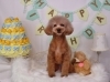 Happybirthdayネムくん「Anniversaryphoto　(*^-^*)」