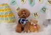 Happybirthdayポワンくん「Anniversaryphoto (*^-^*)」