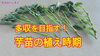 「さつまいもの植え時期【家庭菜園】　タネのハシモト」