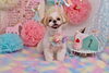 smile　くーちゃん「Anniversaryphoto　(*´ω｀*)」