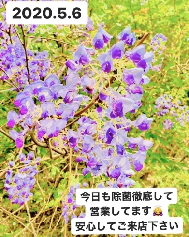 フジの花「フジも満開♡斐川町 仏壇」