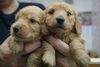 「～ミニチュアダックス子犬情報～」