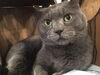 「猫カフェKuro　営業時間、猫部屋のご利用などについて」