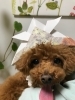 兜が似合う　にこくん「わんこのフォトコンテスト　(*^-^*)」