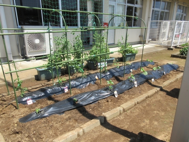 「野菜の苗を植えました(^o^)」