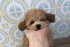 ぱぱ＆まま募集のちゅーりっぷちゃん「ぱぱ＆まま募集中　（＾ν＾）」