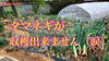 「【悲劇】タマネギ栽培の危機　タネのハシモト」