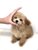 ちゅーりっぷちゃん「ちゅーりっぷちゃん　( ´ ▽ ` )」