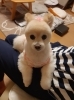 ポメラニアンのプヨンちゃん「わんこのフォトコンテスト＆予約状況」
