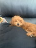 当店スタッフＭの愛犬プードル「　テラちゃん　」「大切なお知らせとお願い」