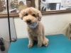 5月6日 カットコースのマロンちゃん 犬猫のトリミング屋