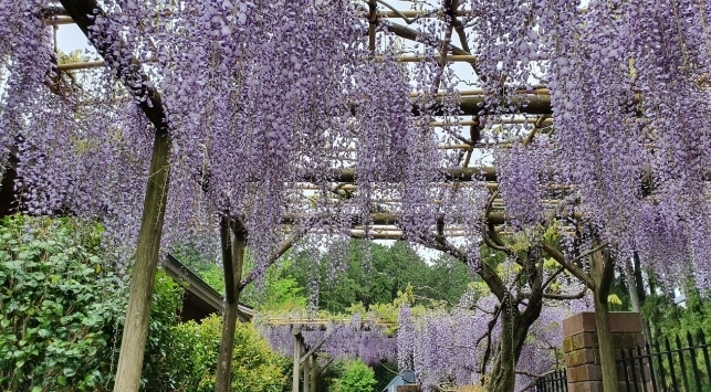 「園内の花たち【開花状況】」