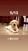 5/13 愛犬の日「本日5月13日は『✨愛犬の日✨』です。﻿5月は休業頂いております。m(_ _)m」