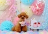 Happybirthday　サランちゃん「birthdayphoto　(*´ω｀*)」