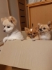 箱入り娘＆箱入り息子　(笑)「わんこのフォトコンテスト　（╹◡╹）」