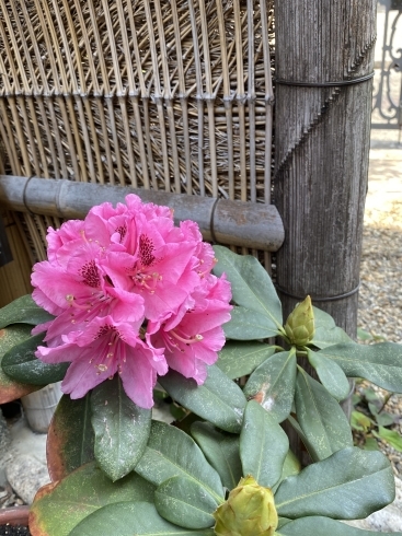 昨年は咲かなかった石楠花が今年は顔を見せてくれた「季節は確実に春から初夏へ。」