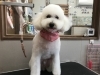 5月11日 カットコースのミッキーちゃん 犬猫のトリミング屋さんぽちのうち 犬 猫のトリミング屋さん ぽちのうちのニュース まいぷれ 船橋市