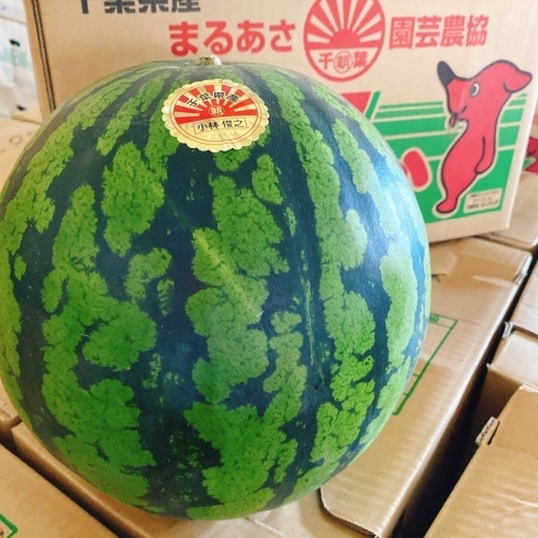 「千葉県産　丸朝園芸農協の「すいか」の入荷が始まりましたよー！！」