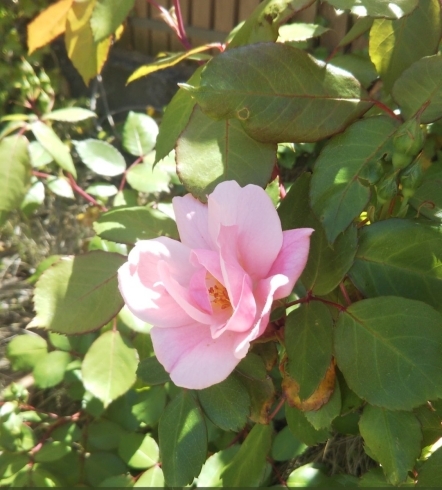 今年初めて咲いた庭のバラです「アロマやお香などの香りのエネルギーを取り入れてみましょう」