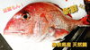 しまね定置もん！新鮮ピチピチ！天然鯛！「○本日のお刺身【定置もん！】【島根県産天然 タイ、アオリイカ】」