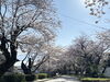 4月2日に撮影した桜「明日開催！国立遺伝学研究所の桜と一般公開を楽しもう♪」
