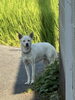 「迷い犬を保護しています【西条市船屋甲404番地付近（船屋集会所／東側近辺）】」