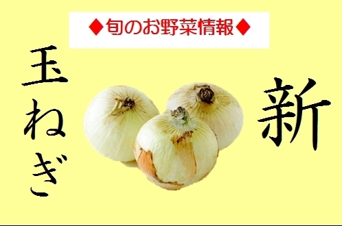 新玉ねぎ「☆５月の新鮮お野菜情報☆」