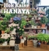 「【はなやホック皆生店】鉢が入荷しました！」