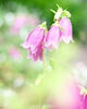 photo little forest「* サロンの再開について †゚.:。+゚」