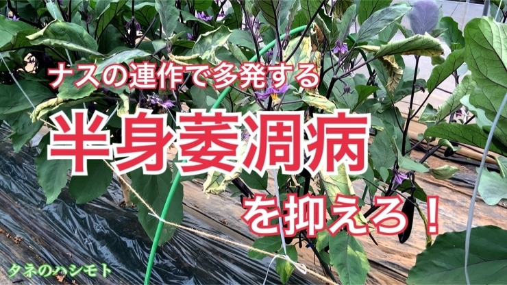 ナス栽培で多発する病気 タネのハシモト タネのハシモトのニュース なめがた日和 行方市