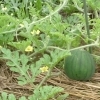 野菜の花　～スイカ～