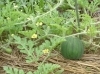 野菜の花 スイカ 楽農だより さやまルシェ 狭山市