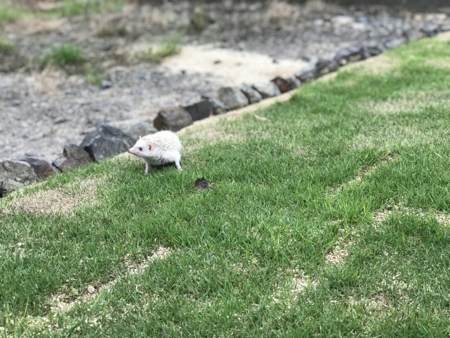 「お散歩させました」