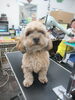 今日も頑張るワンU^o^U「葛西・西葛西・一之江・浦安・新浦安・高洲・南行徳・行徳・妙典・無料送迎♪」
