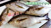 朝どれ！【島根県産大イサキ】「○本日のお刺身【朝どれ！島根県産大イサキ】【定置もん！島根県産白イカ】」