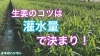 ショウガの栽培方法 タネのハシモト タネのハシモトのニュース なめがた日和 行方市