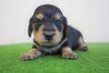 ブラック＆イエロー「～ベルゼダックス子犬情報～」
