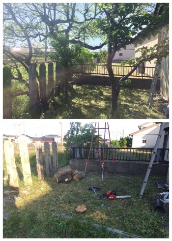 木の伐採リサイクル 酒田 鶴岡 庭木 立木 草むしり 除草など 木くずも再利用リサイクルで低コストを実現 環境にもやさしい木の伐採作業おまかせください リサイクルジャパンプロジェクト酒田店のニュース まいぷれ 酒田