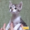 「【里親004】出雲市｜子猫の里親募集中」