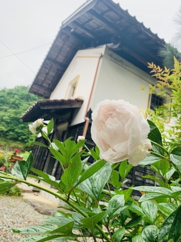 芍薬　しゃくやく「水も滴る良い女꒰ღ˘◡˘ற꒱✯*斐川町 仏壇」