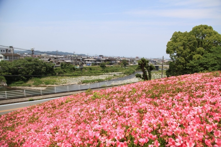 「別子銅山記念館ではサツキが見頃です。」