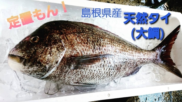 【定置もん】【島根県産天然タイ】「○本日のお刺身【定置もん】【島根県産天然タイ、大アジ】」