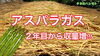 「【初体験】アスパラガスの栽培　タネのハシモト」